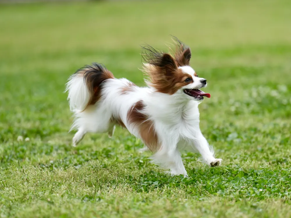 芝生のドッグランを走る小型犬のイメージ
